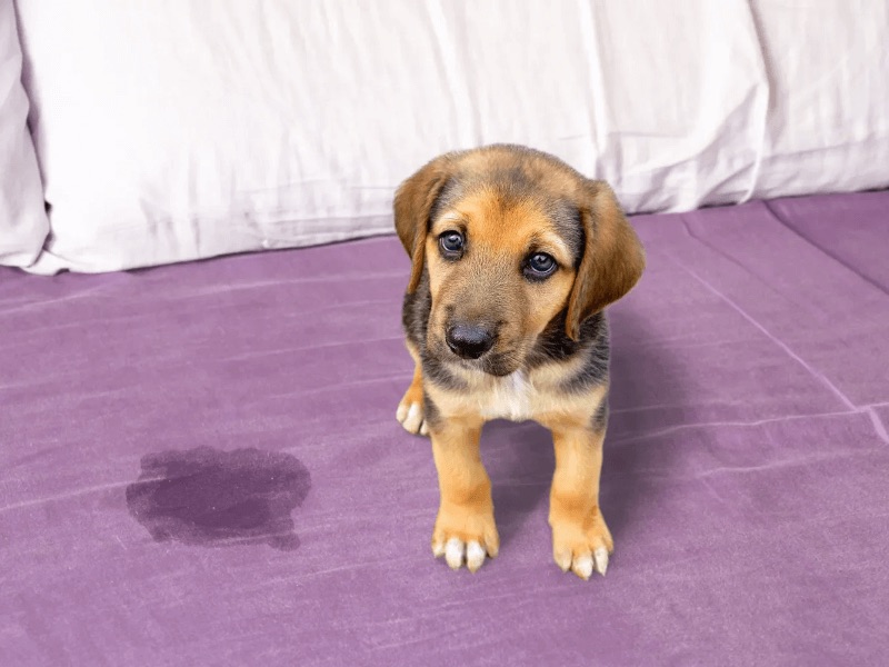 how to get dog smell out of blankets