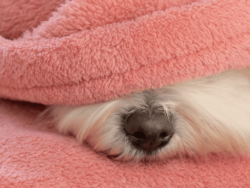 how to get dog urine smell out of blankets
