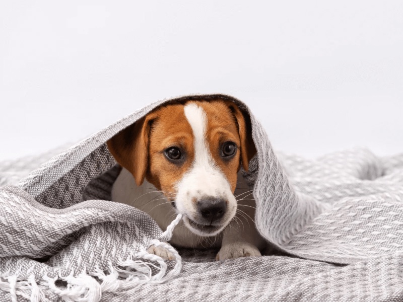 how to remove dog smell from blankets