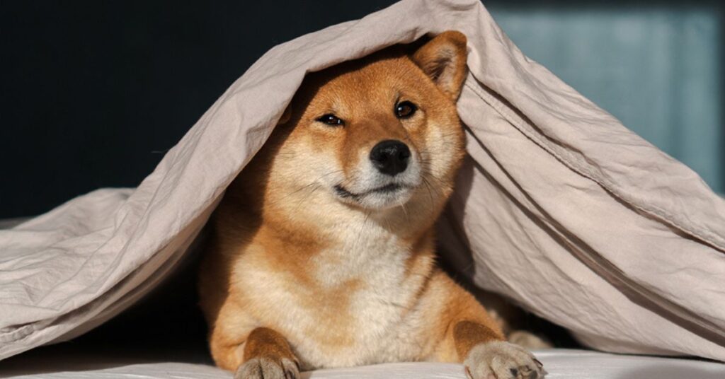 tips on how to get dog smell out of blankets